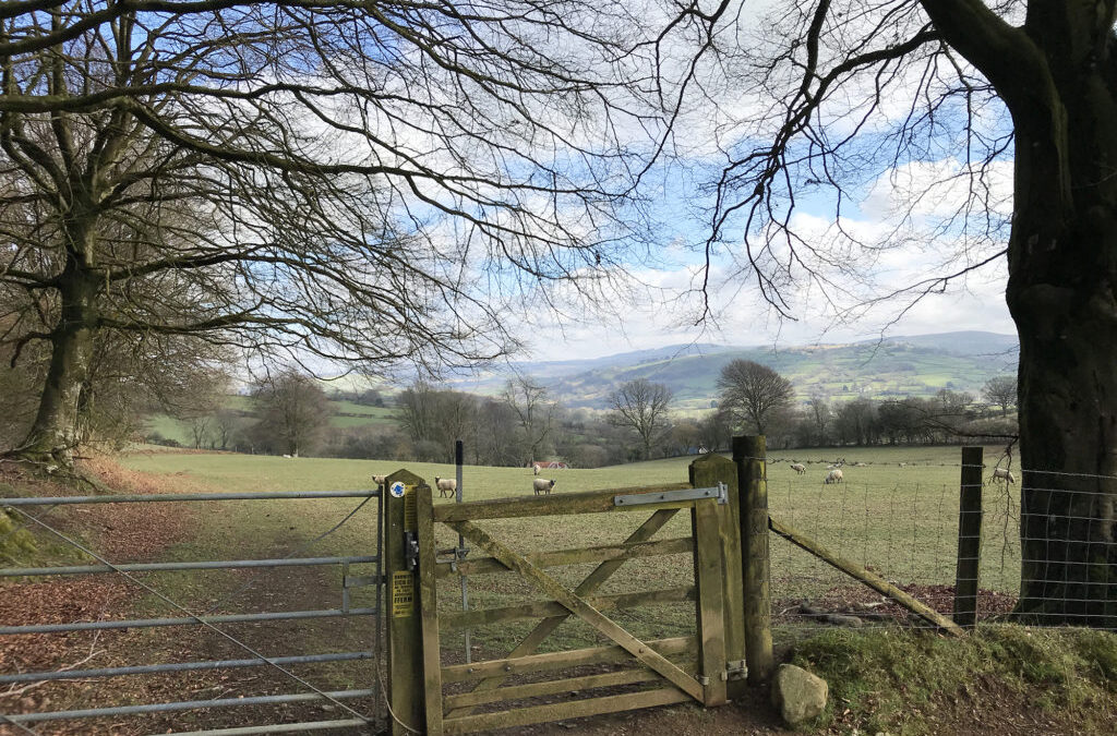 Walk Near Lampeter – LongWood